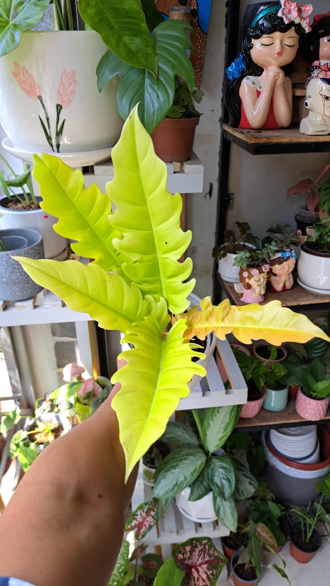 Philodendron Lemon Lime