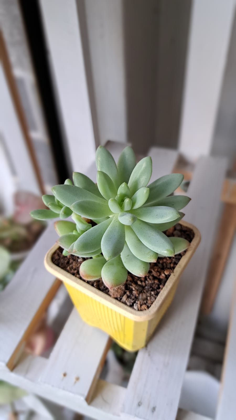 Pachyphytum Compactum