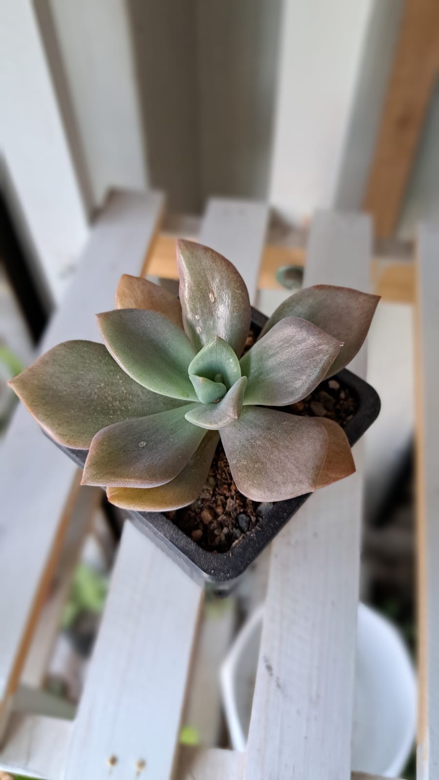Graptosedum Bronze