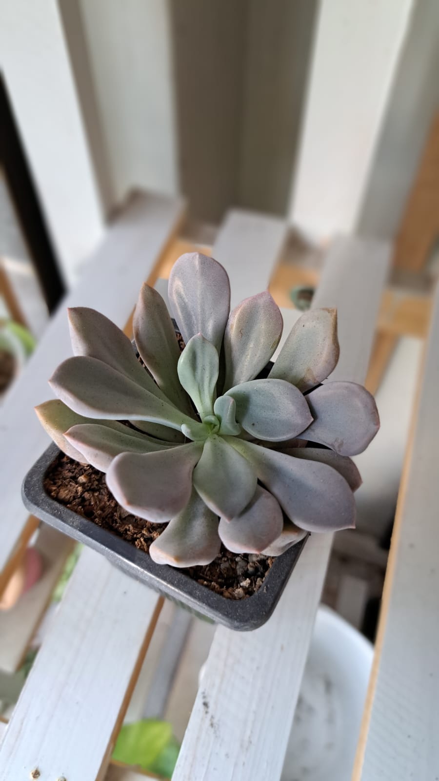Echeveria Lavender