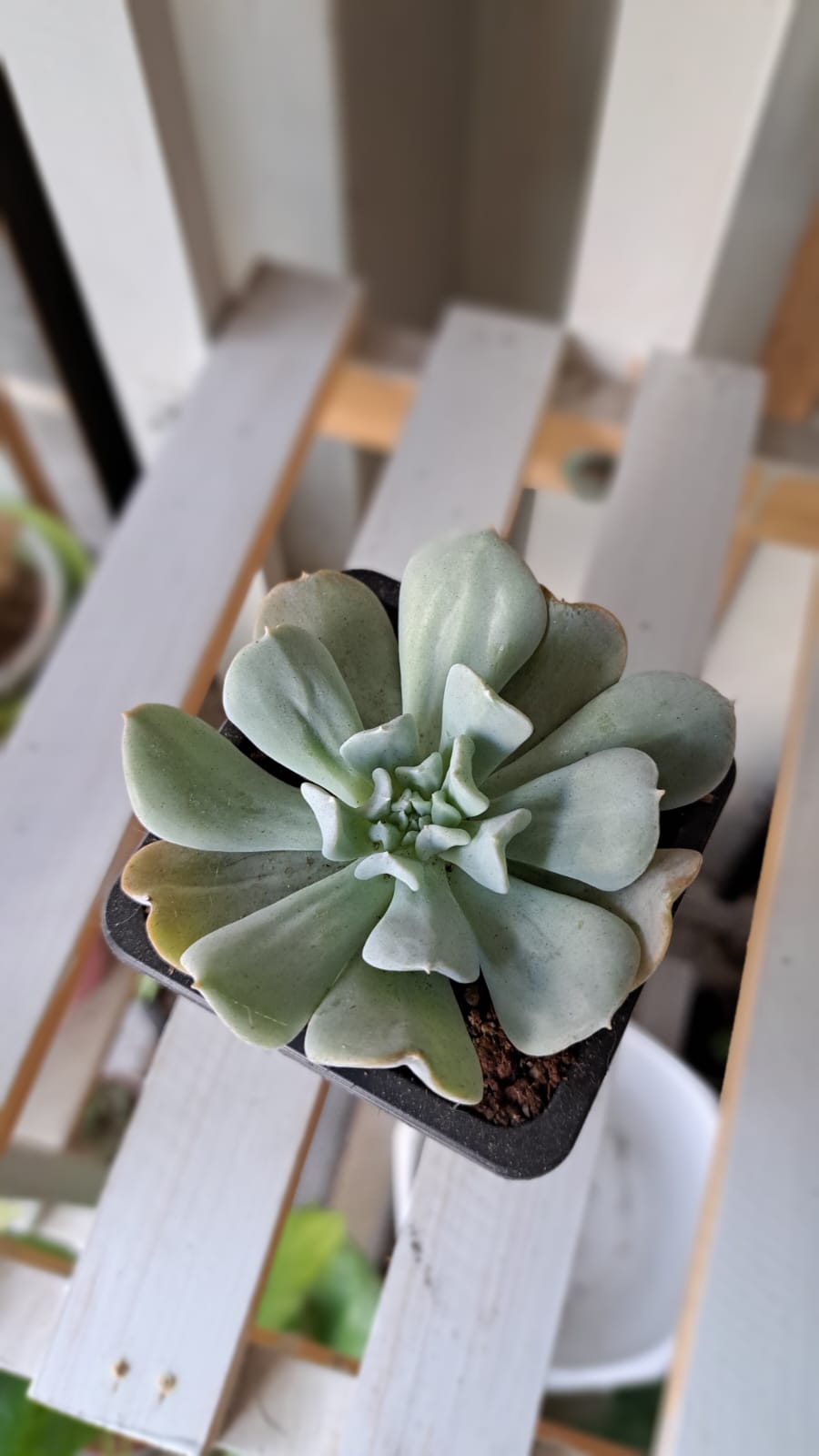 Echeveria Blue