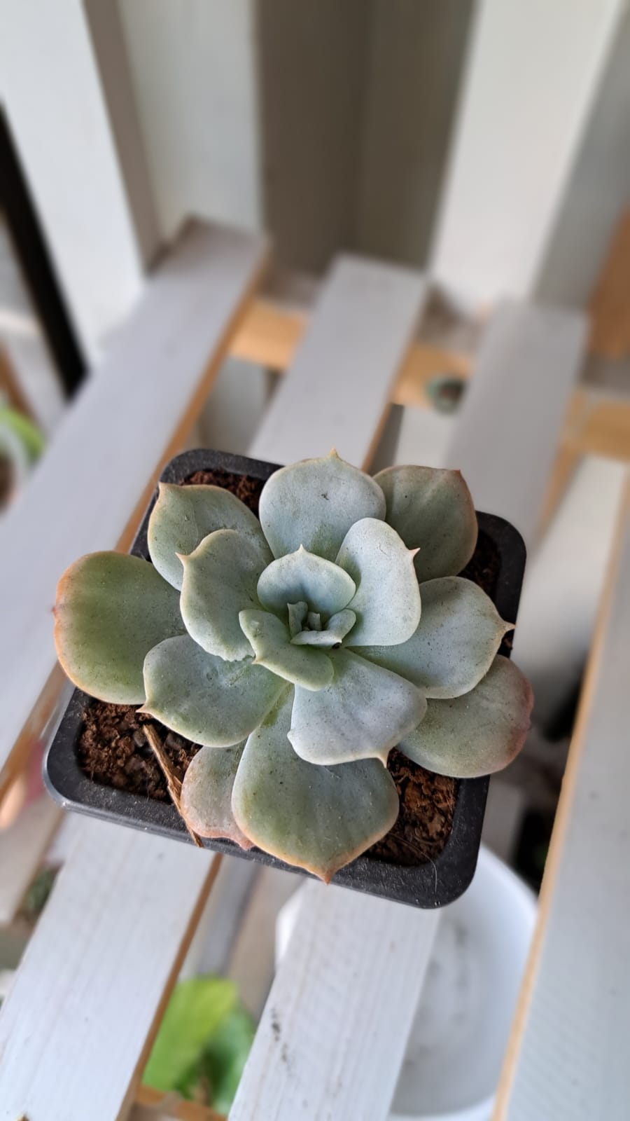 Echeveria Minima