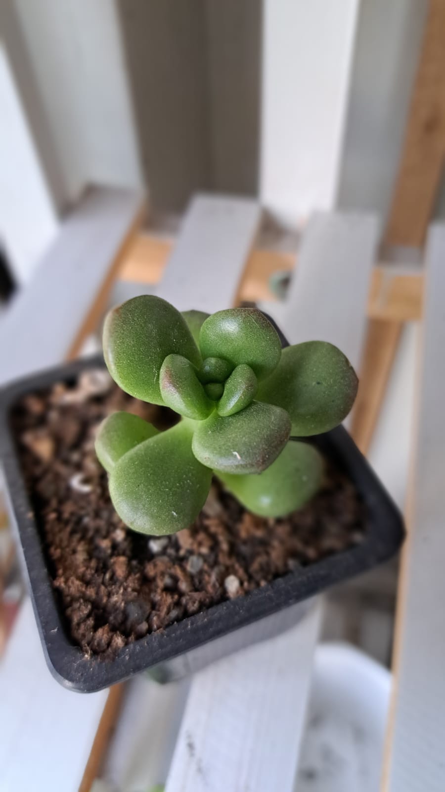 Sedum Compacto