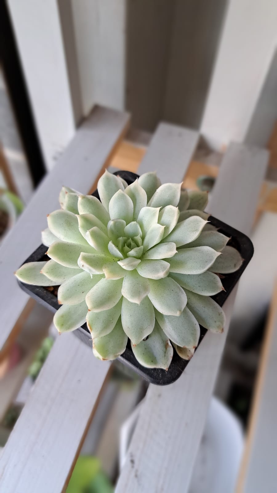 Echeveria Roseta