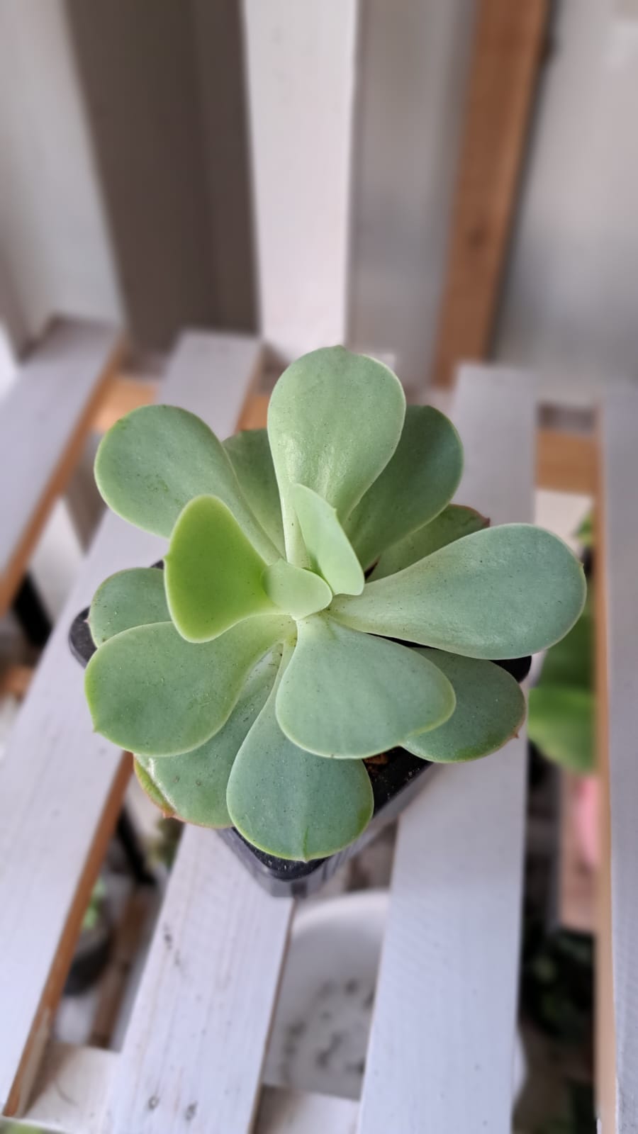Echeveria Pulidonis
