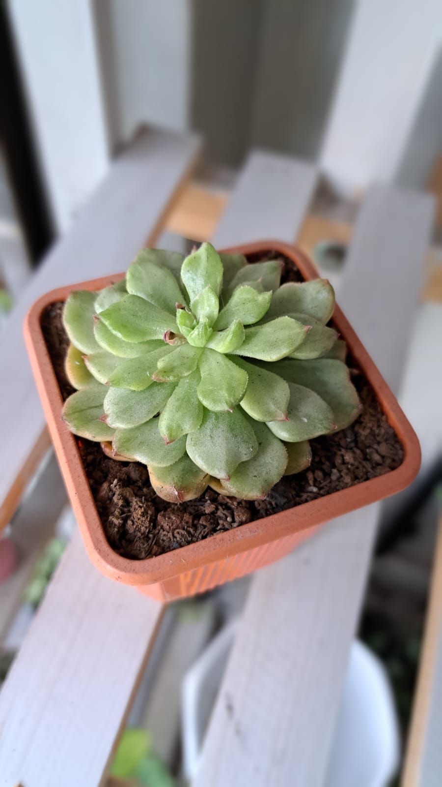 Echeveria Elegans