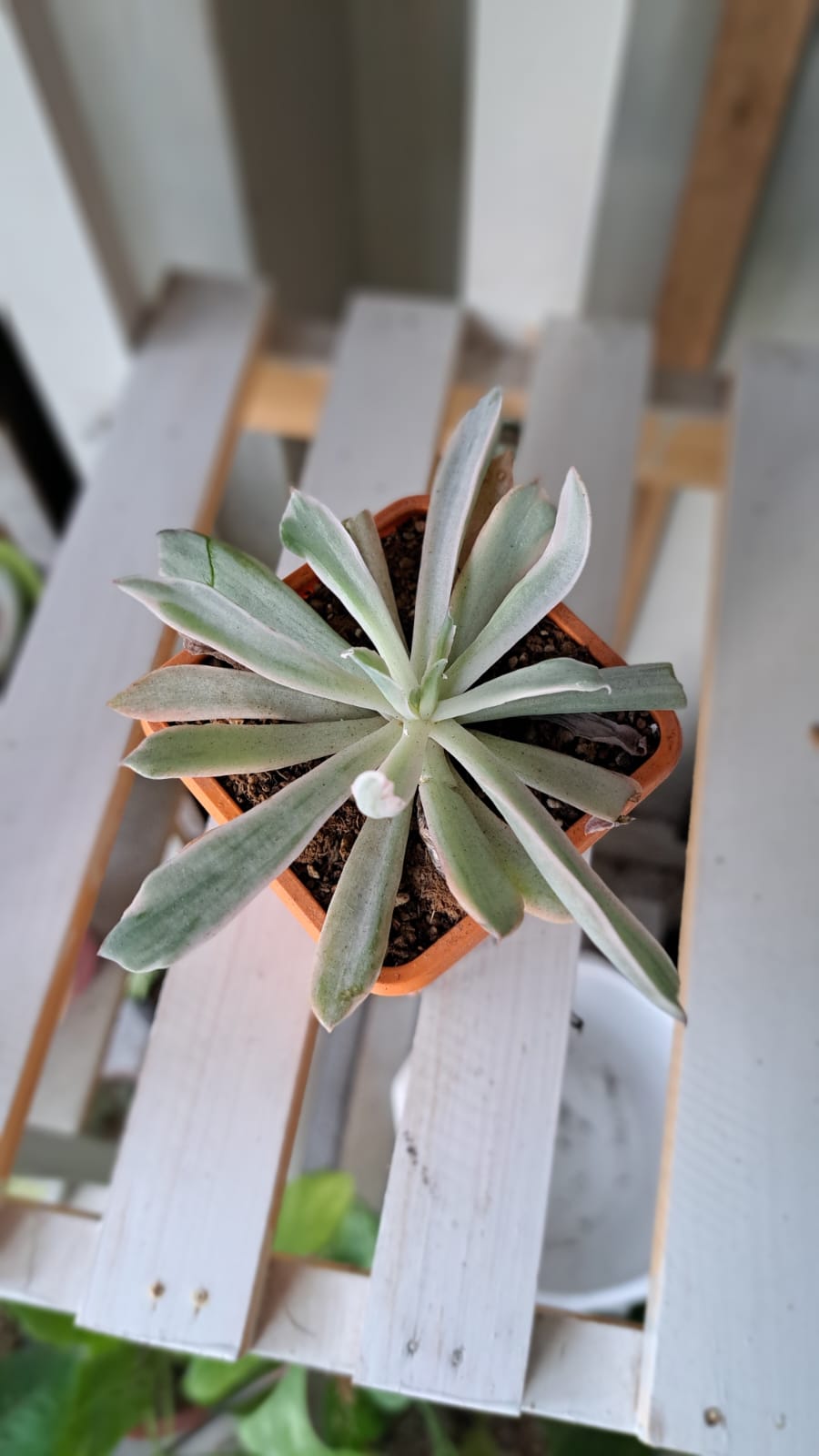 Graptopetalum