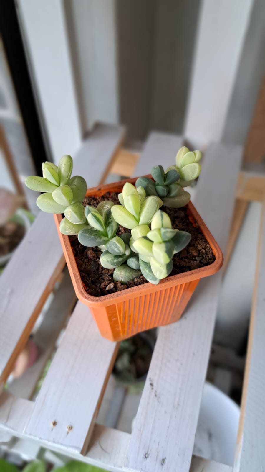 Sedum Variegado