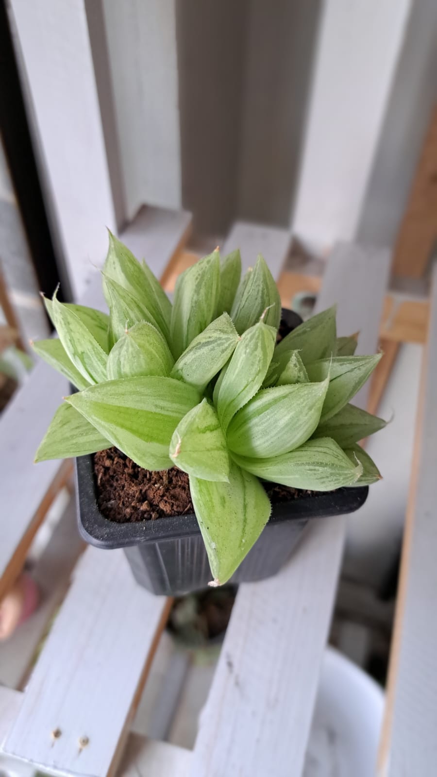 Haworthia Cymbiformis