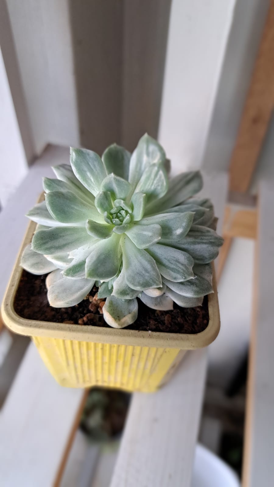 Echeveria Pollux