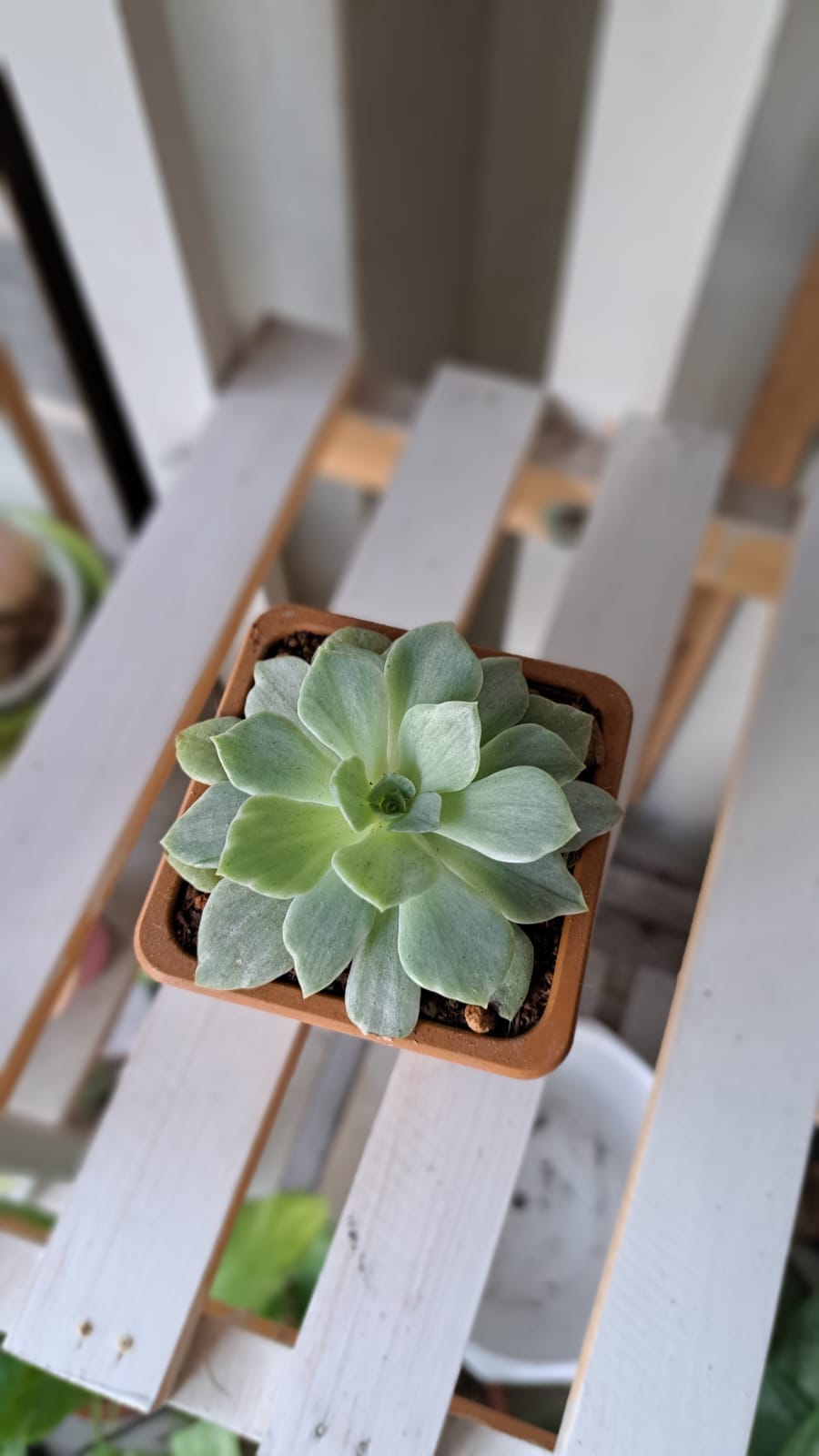 Perle von Nurnberg