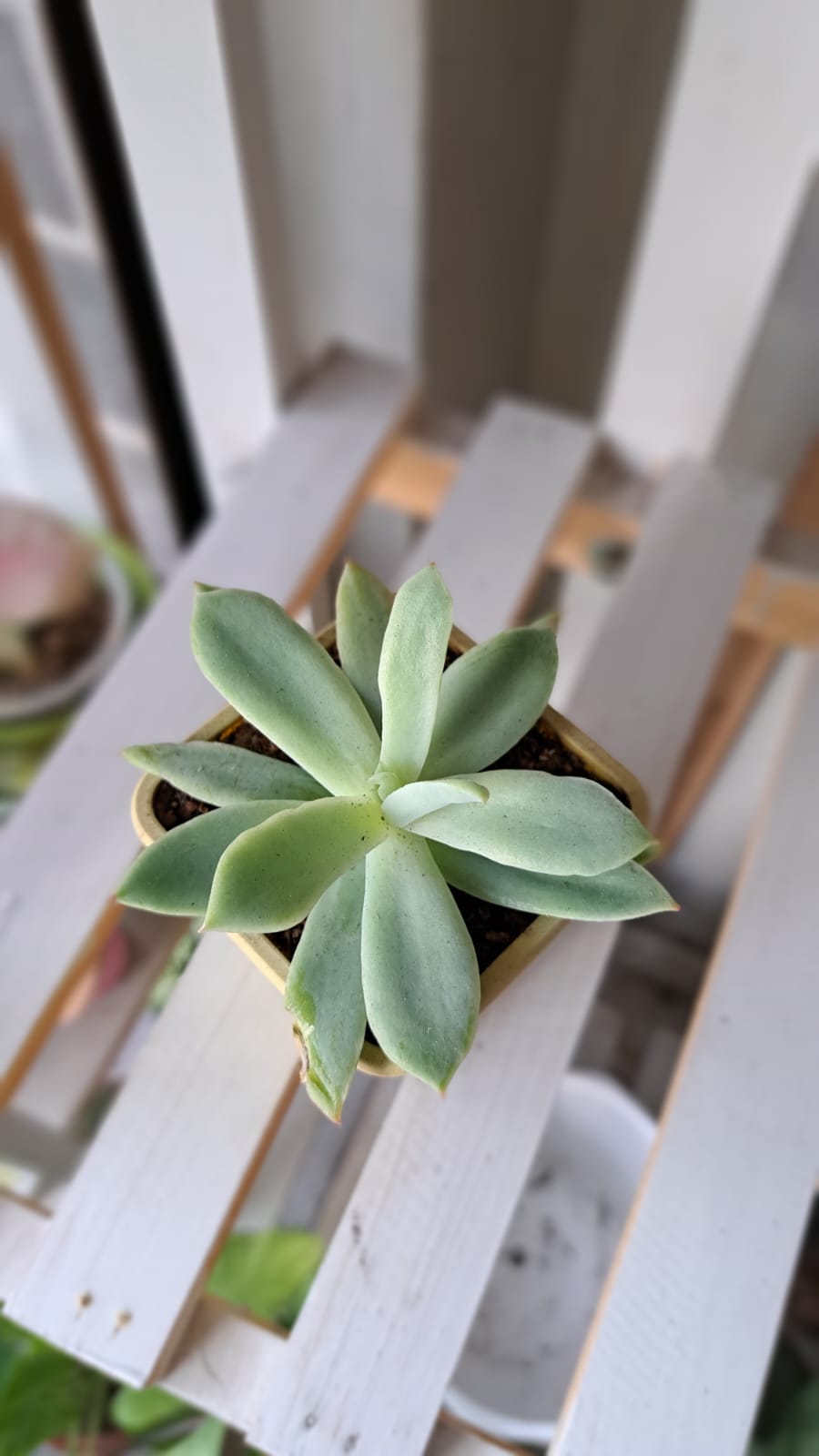 Echeveria Tippy